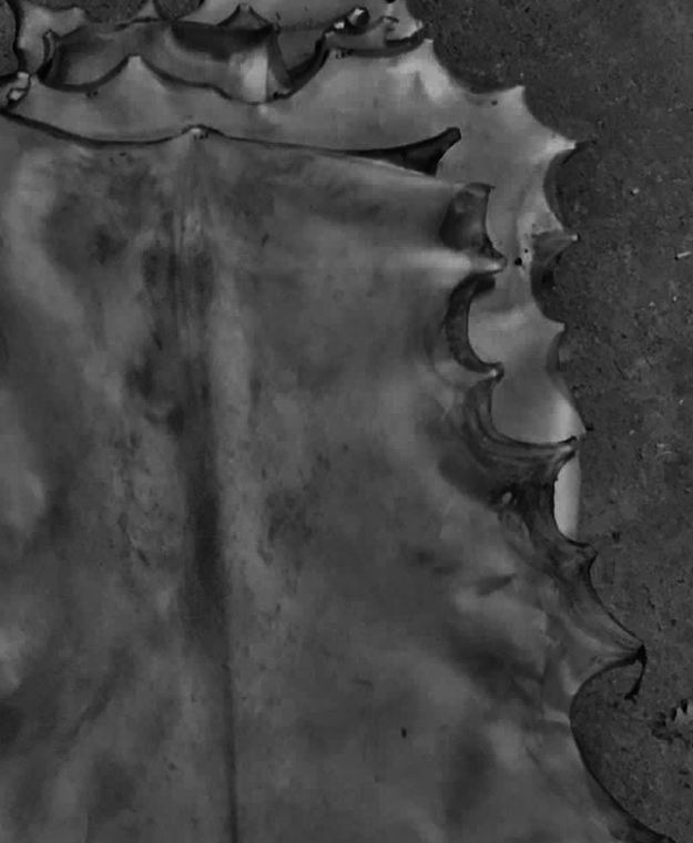 Peau parcheminée pour tambours chamaniques - cerf, bouc, chèvre, cheval, vache, buffle, bison - Tambours Sacrés